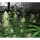 Growers Choice Banana Sherbet 3+1 feminisierte Samen