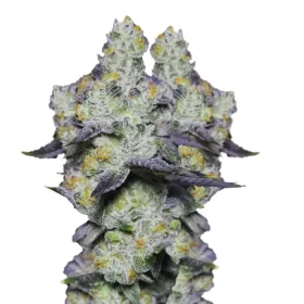 Growers Choice Blue Dream Sherbet - 3 feminisierte Samen