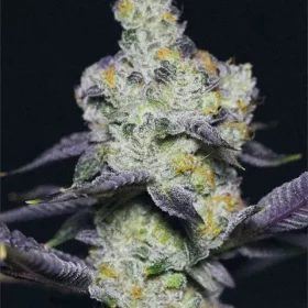 Growers Choice Blue Dream Sherbet 3+1 feminized seeds