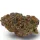 Growers Choice Blue Dream Sherbet - 3 feminisierte Samen