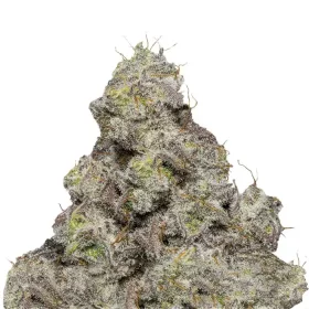 Growers Choice Blue Forest Berry 3+1 feminized seeds