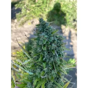 Growers Choice Blue Forest Berry 3+1 feminisierte Samen