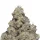 Growers Choice Blue Forest Berry - 3 feminisierte Samen