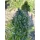 Growers Choice Blue Forest Berry - 3 feminisierte Samen