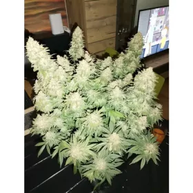 Growers Choice Brain Damage - 3 feminisierte Samen