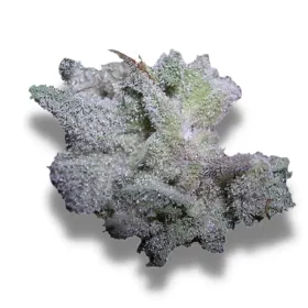 Growers Choice Brain Damage 3+1 feminized seeds