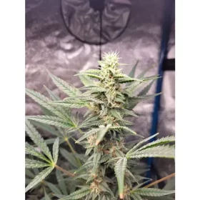 Growers Choice Brain Damage 3+1 feminized seeds