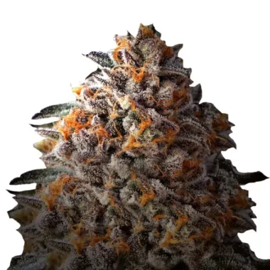 Growers Choice Bruce Banner III 3+1 feminisierte Samen