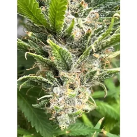 Growers Choice Bruce Banner - 3 feminisierte Samen