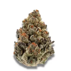 Growers Choice Bruce Banner III 3+1 feminized seeds