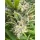 Growers Choice Bruce Banner III 3+1 feminisierte Samen