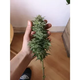 Growers Choice Bubblegum x Fat HOG - 3 feminisierte Samen