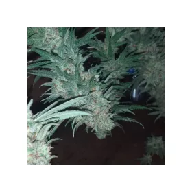 Growers Choice Bubblegum x Fat HOG - 3 feminisierte Samen