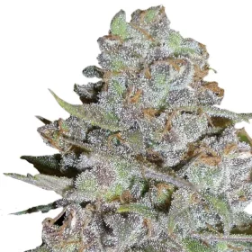 Growers Choice Bubblegum x Fat HOG 3+1 feminized seeds