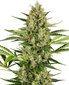 Sensi Seeds Jack Herer AUTO - 3 feminisierte Samen