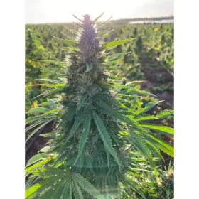 Growers Choice Charlottes Dream CBD - 3 feminisierte Samen