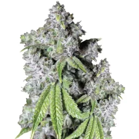 Growers Choice Charlottes Dream CBD 3+1 feminized seeds