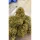 Growers Choice Charlottes Dream CBD - 3 feminisierte Samen