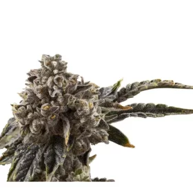 Growers Choice Chocolate Sherbet - 3 feminisierte Samen