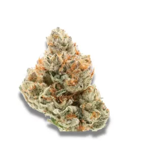 Growers Choice Chocolate Sherbet 3+1 feminized seeds