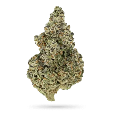 Growers Choice Crazy Roses Fast Version - 3 feminisierte...