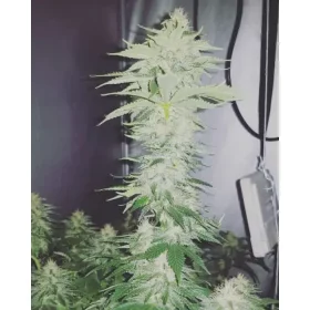 Growers Choice Crazy Roses Fast Version 3+1 feminized seeds