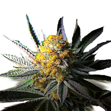 Growers Choice Frosty Gelato AUTOFLOWER 3+1 autoflowering...