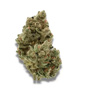 Growers Choice Frosty Gelato - 3 feminisierte Samen