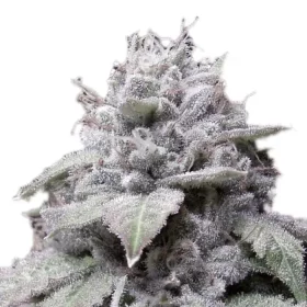 Growers Choice Gorilla Cookies 3+1 feminized seeds