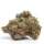 Growers Choice Gorilla Cookies - 3 feminisierte Samen