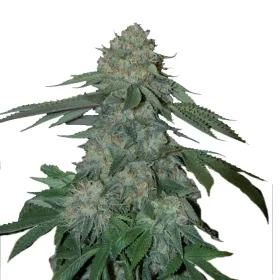 Growers Choice KO Kush 3+1 feminized seeds