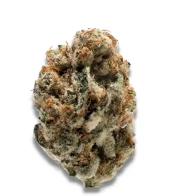 Growers Choice KO Kush 3+1 feminized seeds