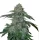 Growers Choice KO Kush - 3 feminisierte Samen