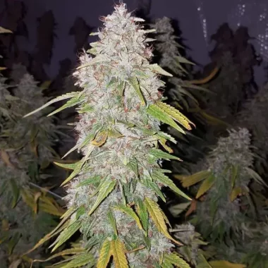 Growers Choice King Louis Garcia 3+1 feminisierte Samen