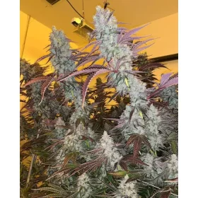 Growers Choice King Louis Garcia - 3 feminisierte Samen