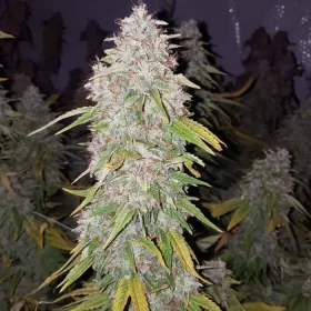 Growers Choice King Louis Garcia 3+1 feminized seeds