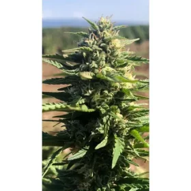 Growers Choice Mighty Amstel Freezeland MAF Fast Version - 3 feminisierte Samen