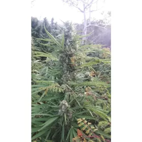 Growers Choice Mighty Amstel Freezeland MAF Fast Version - 3 feminisierte Samen