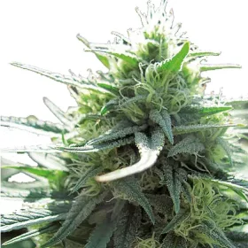 Growers Choice Mighty Amstel Freezeland MAF Fast Version 3+1 feminized seeds