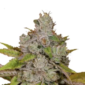 Growers Choice Monkey Glue 3+1 feminisierte Samen