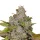 Growers Choice Monkey Glue - 3 feminisierte Samen