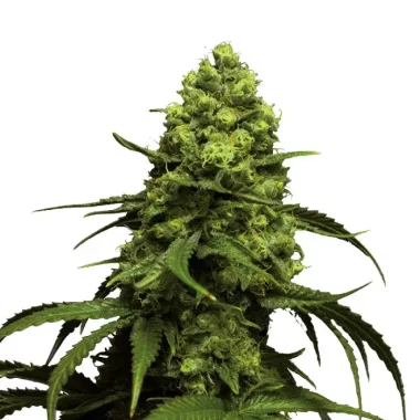 Growers Choice Monsterbud 3+1 feminisierte Samen