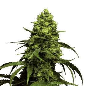 Growers Choice Monsterbud 3+1 feminized seeds