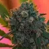 Growers Choice Naranja Biscotti Fast version 3+1 feminized seeds