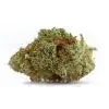 Growers Choice Naranja Biscotti Fast version 3+1 feminized seeds