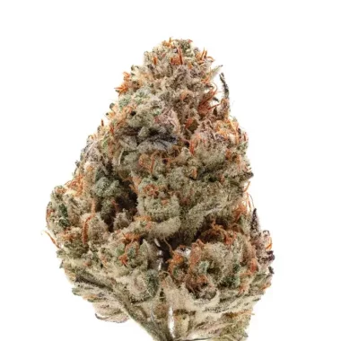 Growers Choice Octane Fire - 3 feminisierte Samen