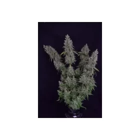 Growers Choice Octane Fire - 3 feminisierte Samen