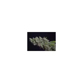 Growers Choice Octane Fire 3+1 feminisierte Samen