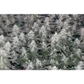 Growers Choice Original Oreoz - 3 feminisierte Samen