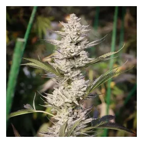 Growers Choice Original Oreoz 3+1 feminized seeds